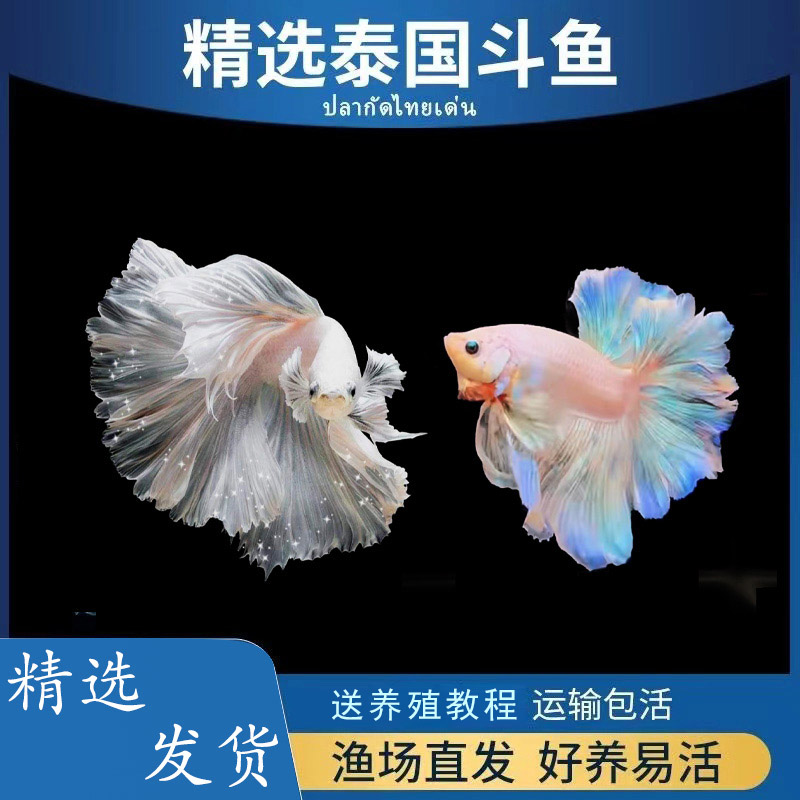 S版直播间S1-150号斗鱼活鱼送斗鱼饲料满2条送加热包3条送母鱼