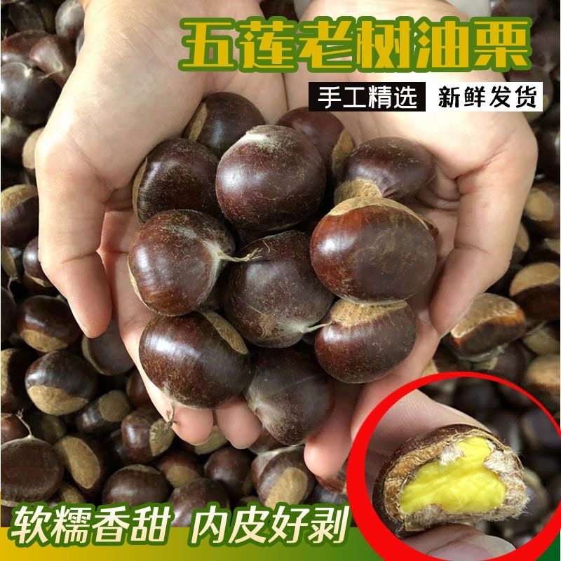 2025现货五莲山板栗包邮野生新鲜小栗子生板栗油栗子 毛栗子 栗子