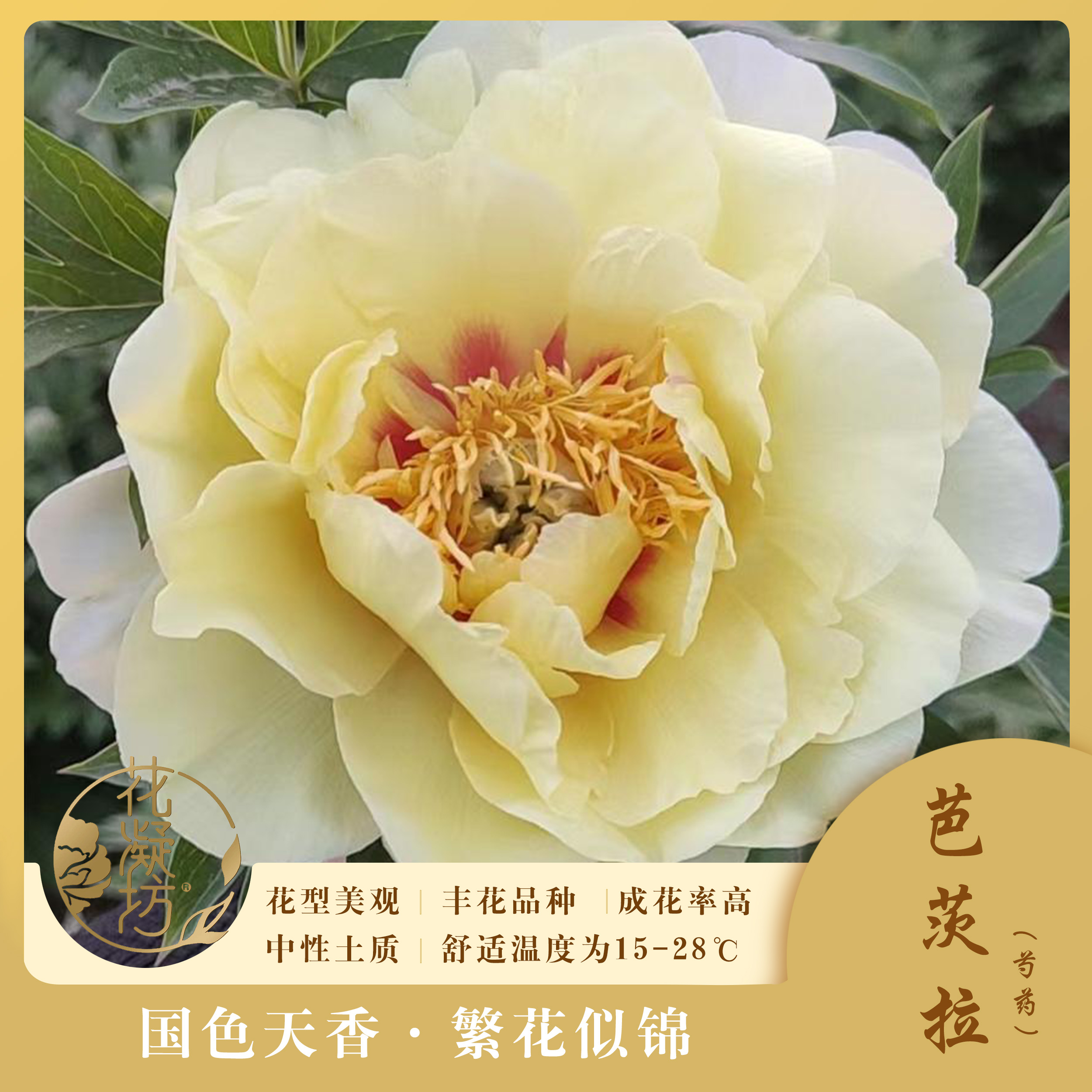 花凝坊【芭茨拉】进口黄色系芍药花 洛阳基地直发 原盆原土