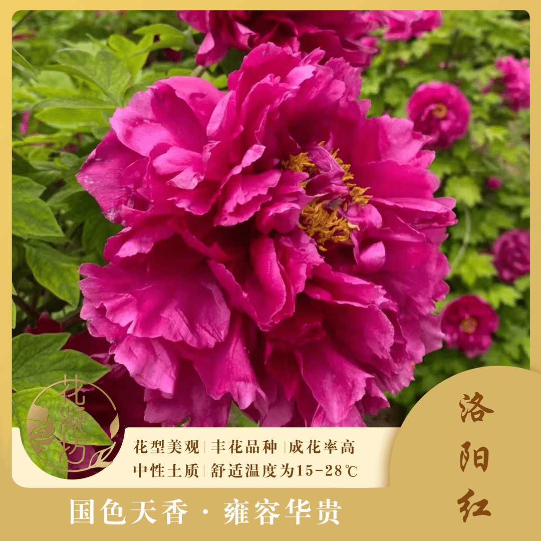 花凝坊【洛阳红】洛阳紫红色牡丹品种  基地直发