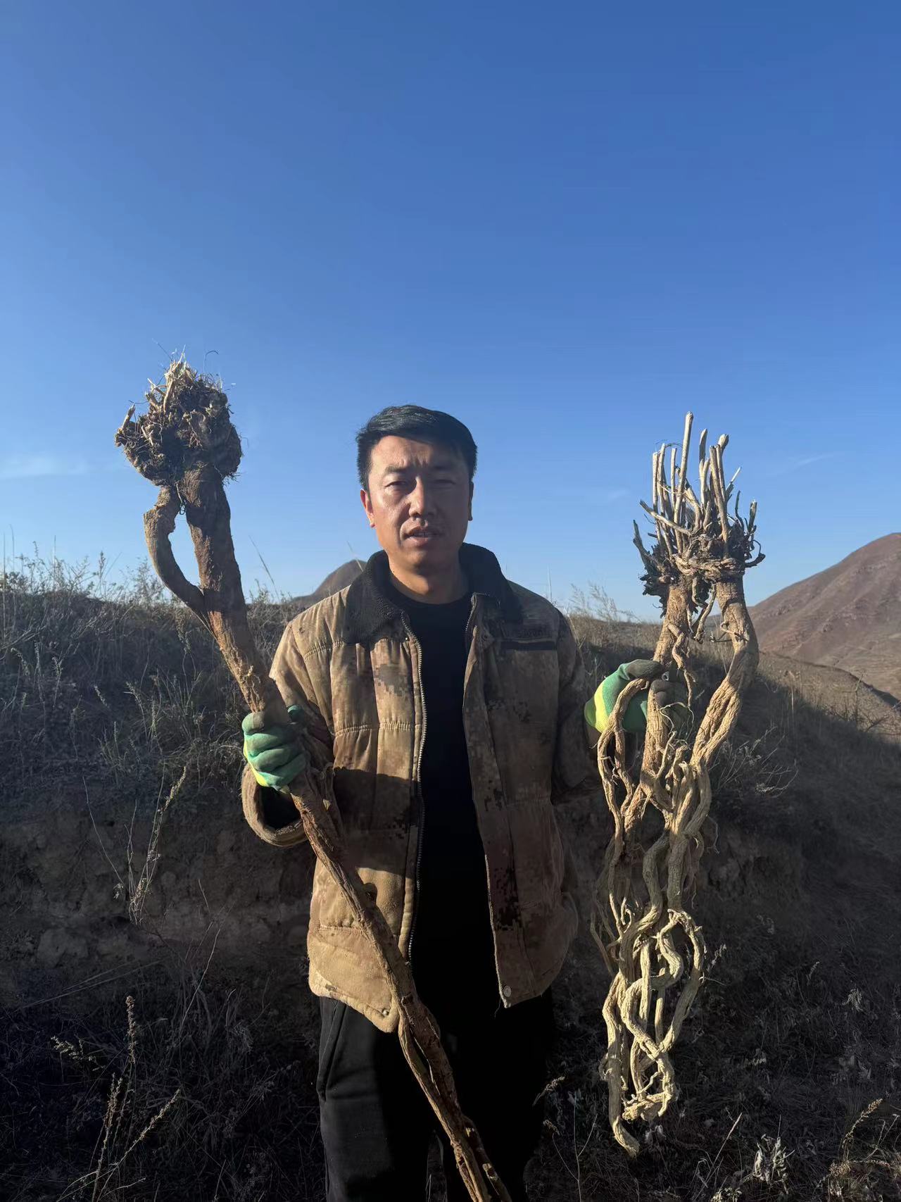 甘肃大山老黄氏250克-500克包邮