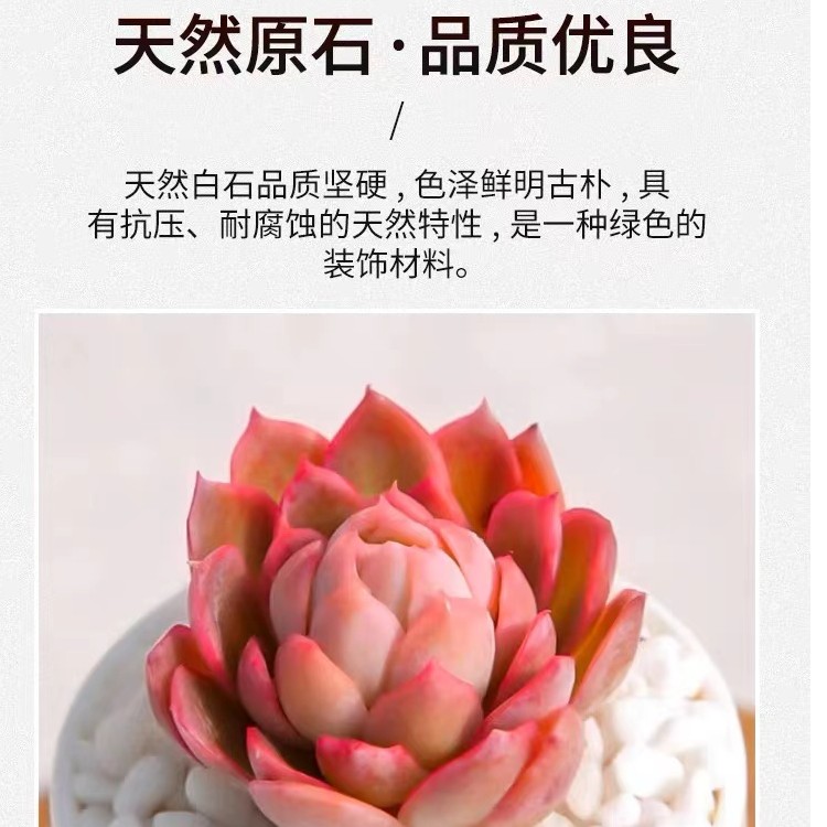 白石子50斤包邮白色耐腐蚀大鹅卵石雨花石庭院铺路花坛造景鱼缸