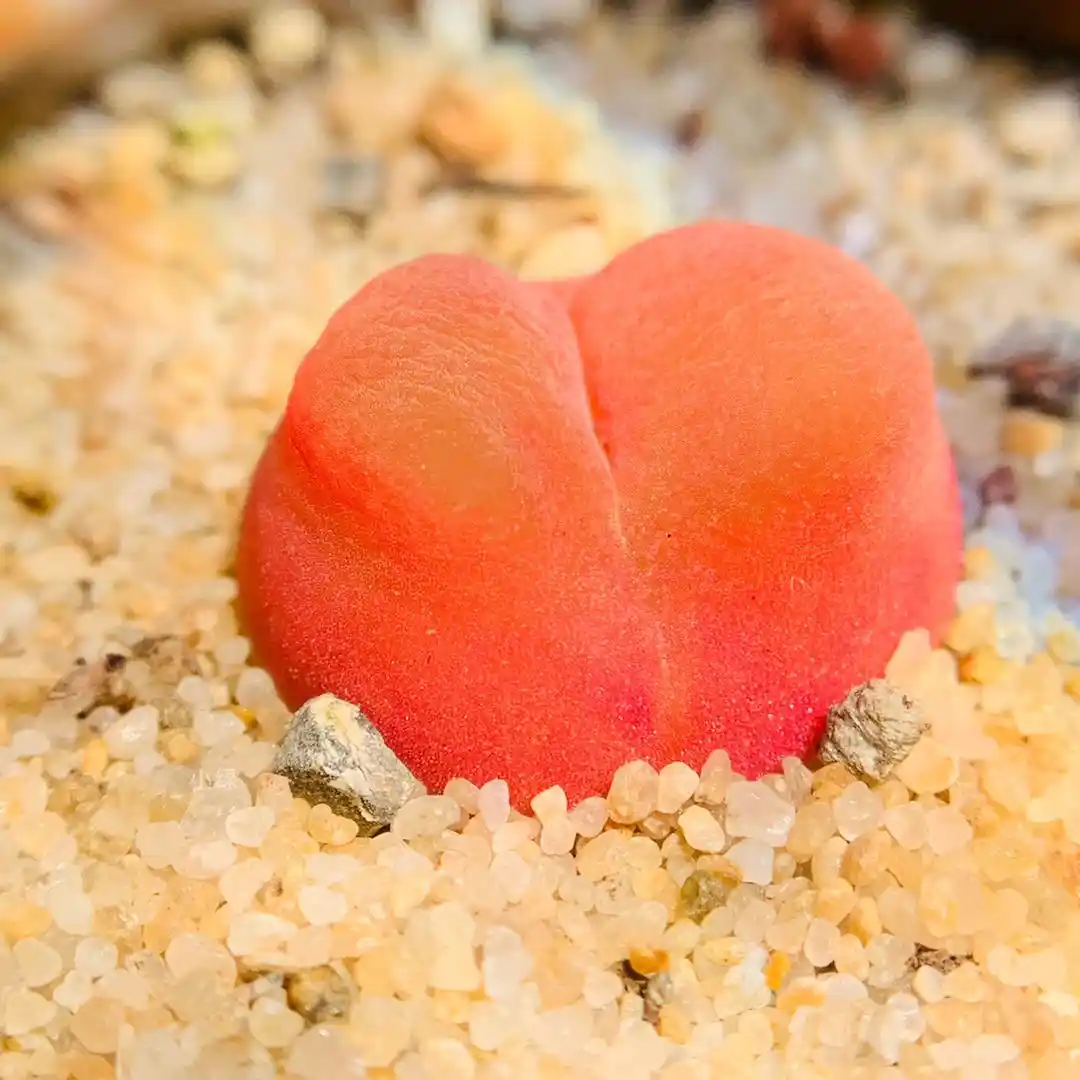 超级福袋毛汉尼2.5CM左右