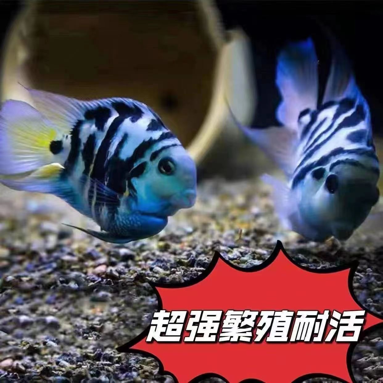 精品台系缩尾桃心迷你鹦鹉鱼