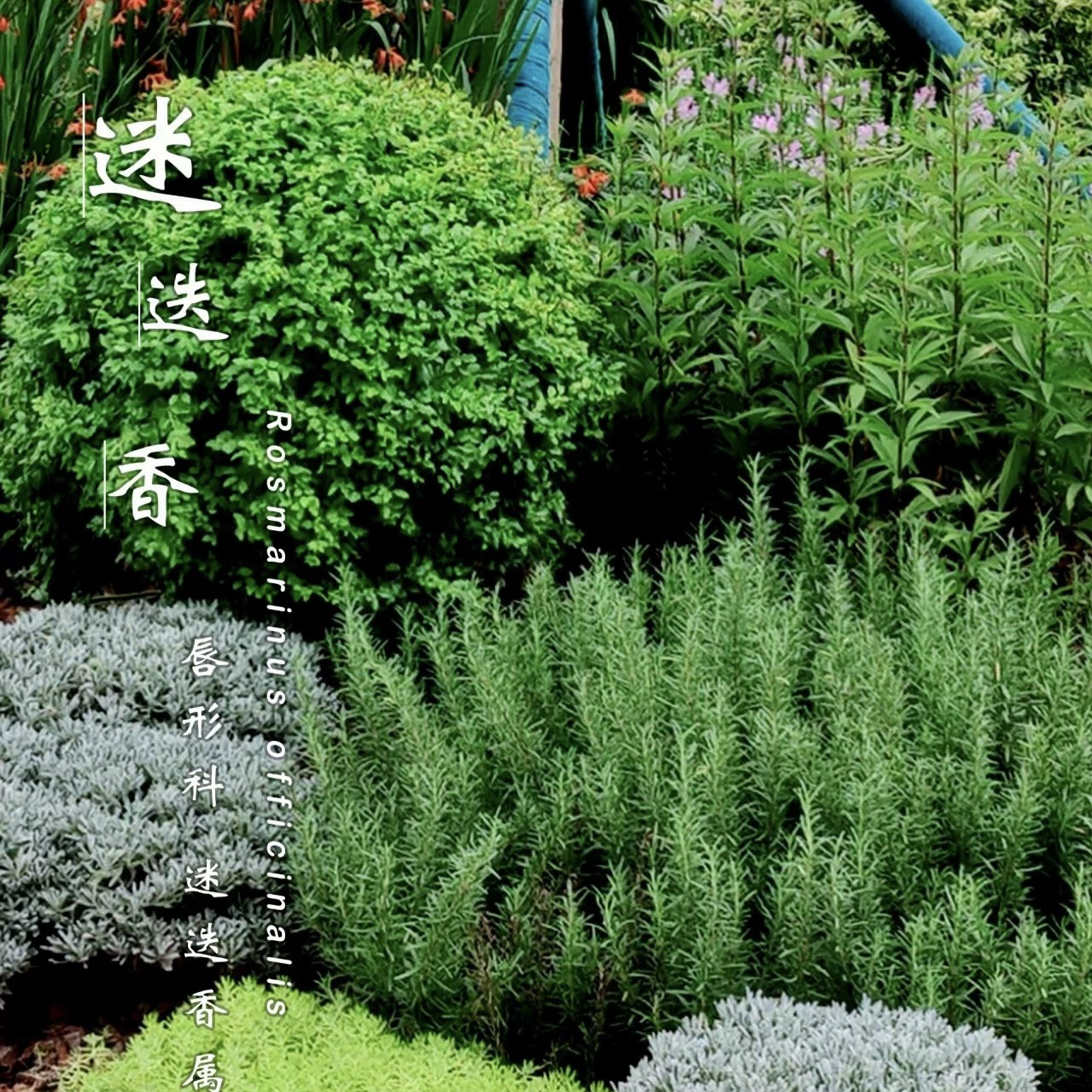 迷迭香盆栽 可食用香草基地直发  匍匐迷迭香 耐寒易养香草 包邮