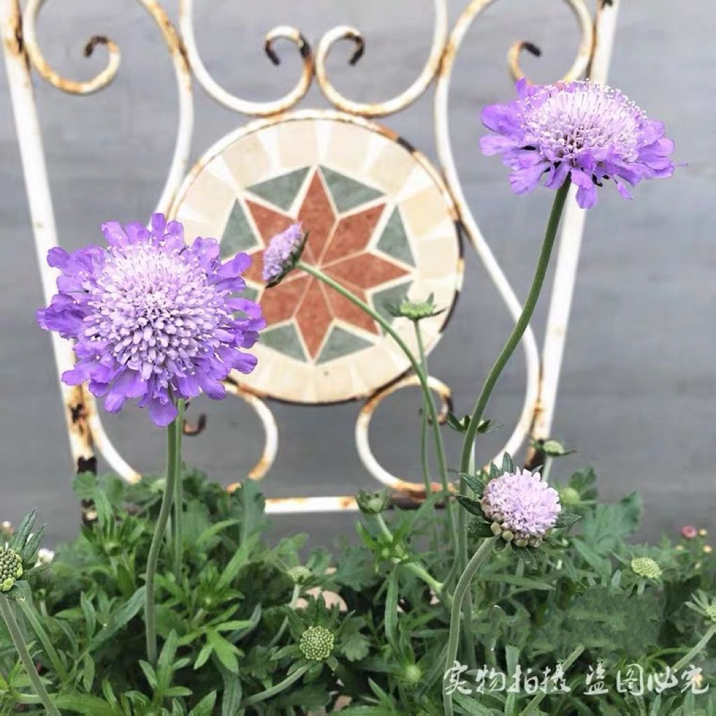 新品蓝盆花成品苗 高加索耐寒多年生花卉 冬季阳台花卉 包邮