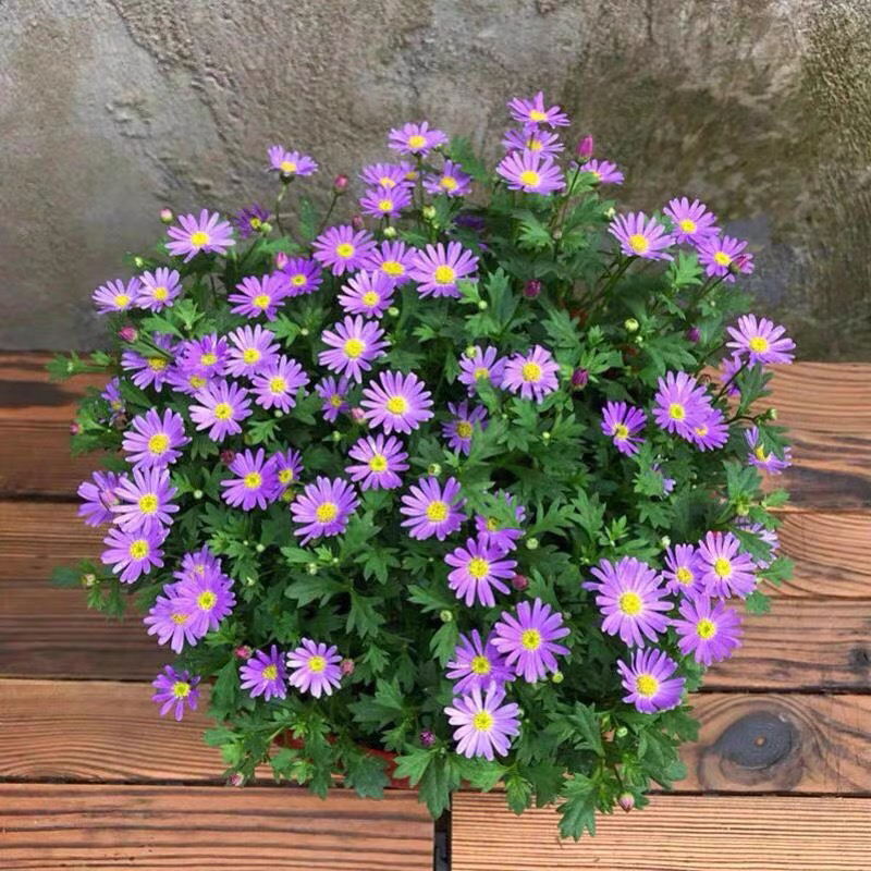 姬小菊盆栽带花四季开花室内阳台庭院花卉好养花期长易爆盆包邮