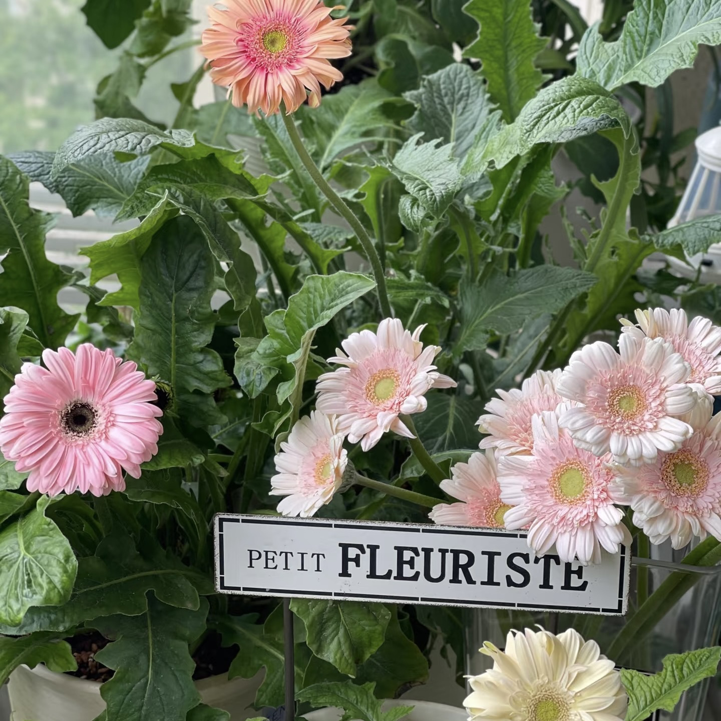 非洲菊扶郎花多年生草本花卉室内阳台可切花四季庭院耐寒植物