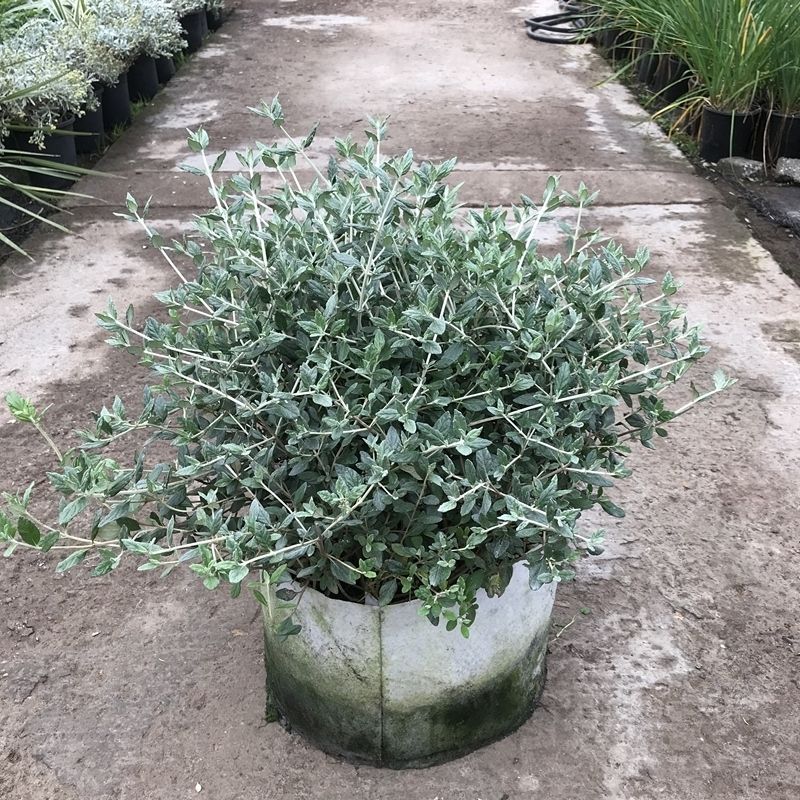 多年生银色水果兰盆栽花镜植物花卉庭院植物四季常青耐寒耐热好养