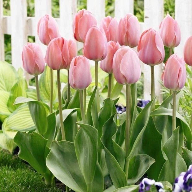 郁金香盆栽 大苗带花苞 庭院阳台多年生花卉 耐寒花期长 包邮