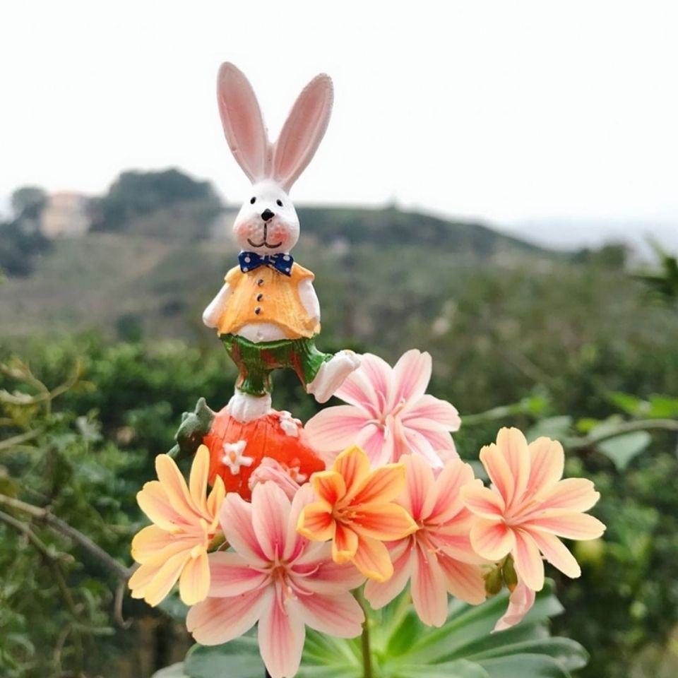露微花盆栽带花 大苗 琉维草 多年生室内阳台庭院花卉花期长 包邮