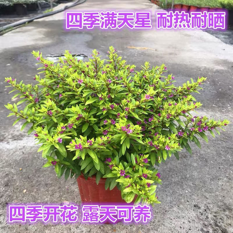 满天星盆栽萼距花四季开花耐寒耐热阳台庭院植物好养耐活花期长
