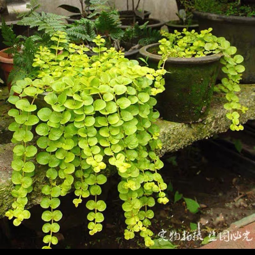 黄金串 吊兰盆栽 过路黄垂吊绿植多年生观叶植物常绿花卉阳台庭院