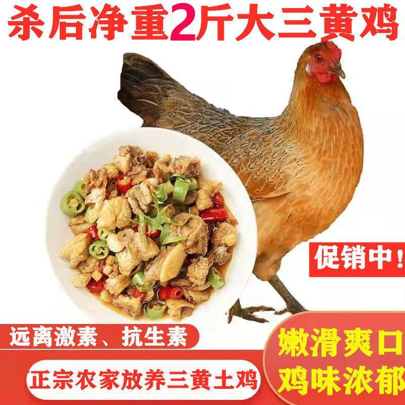 正宗农家散养土鸡走地鸡三黄鸡笨鸡山鸡散养童子鸡公鸡老母鸡活杀