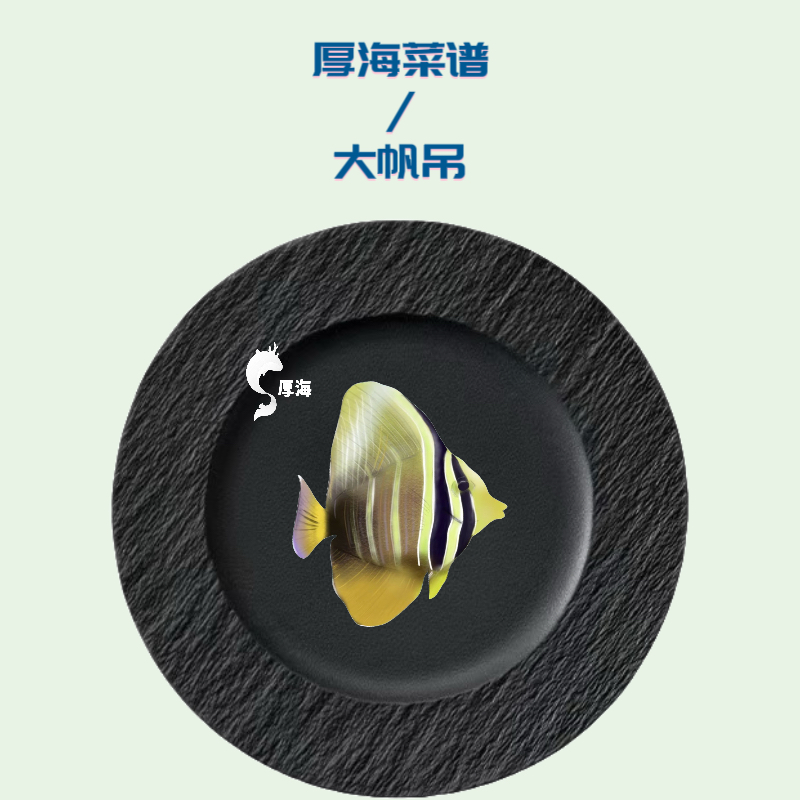 大帆吊4～5  检疫海水观赏鱼 海缸饲养 活体 