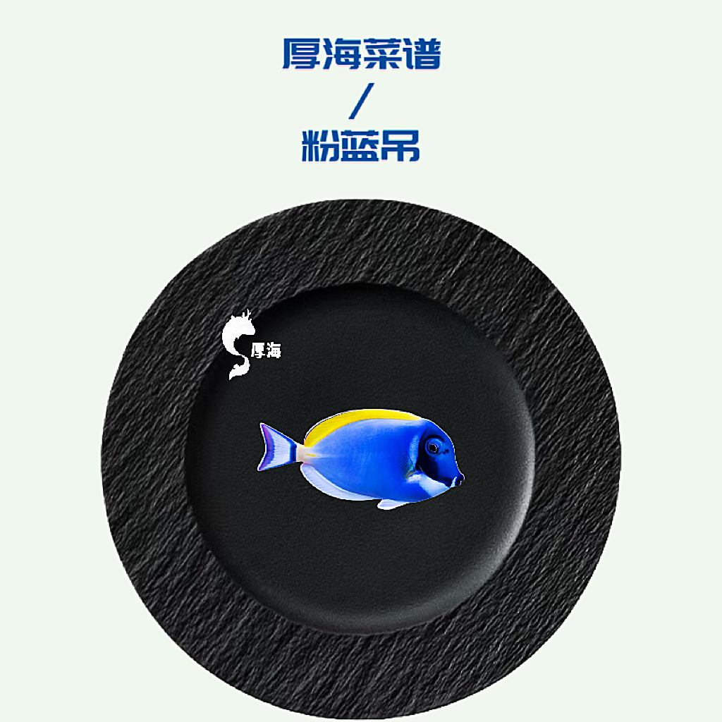 粉蓝吊海水鱼观赏鱼 海缸饲养