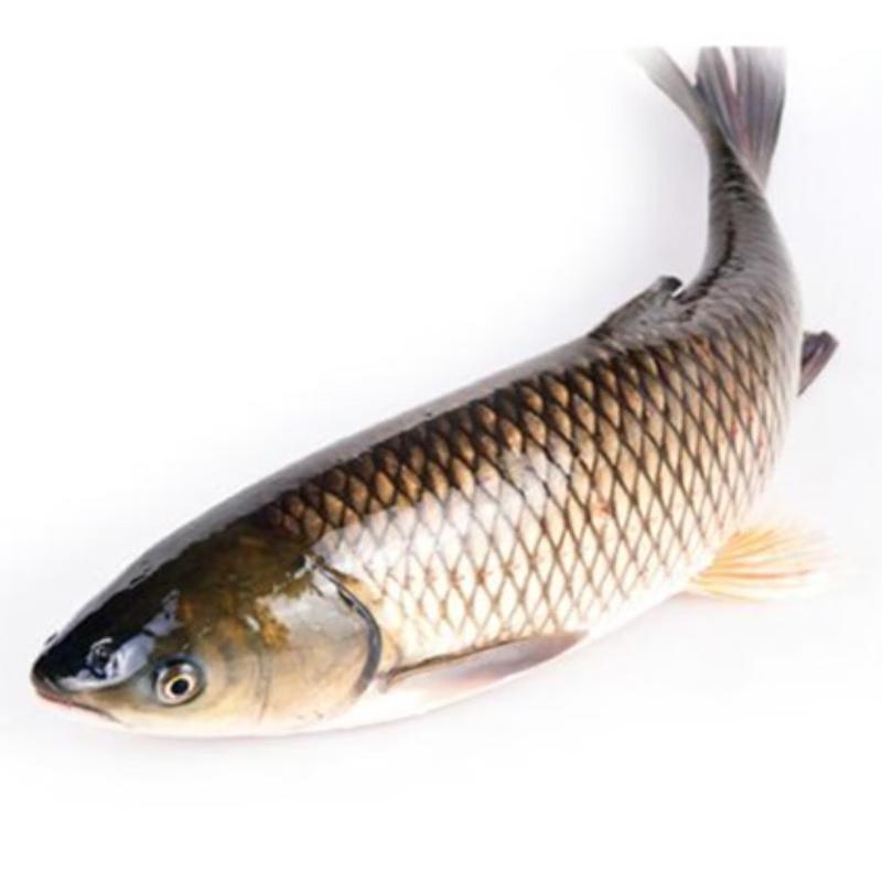 水库草鱼一条（默认切片）宰杀前约4斤±100g