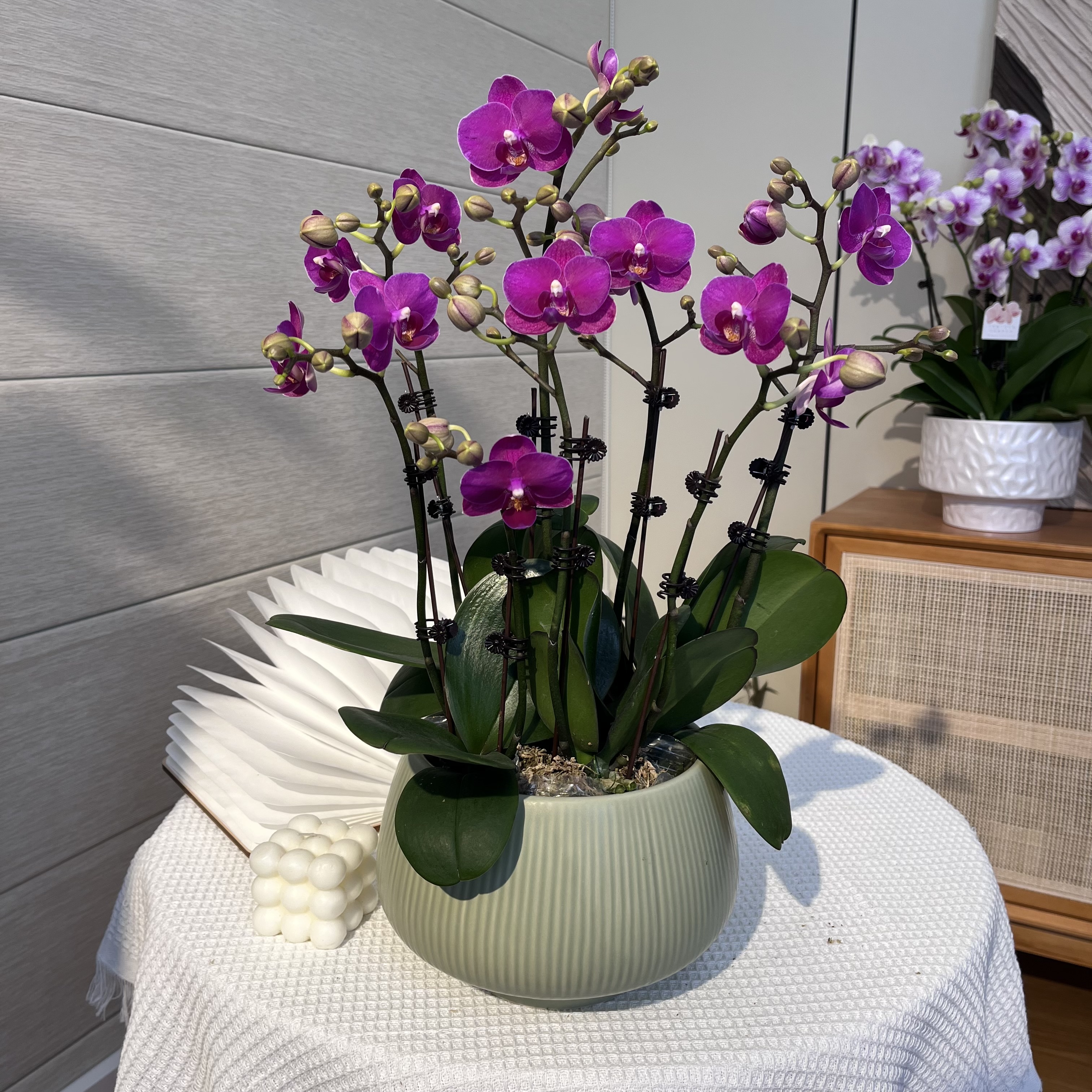 【小草莓】紫红色系蝴蝶兰 室内高端鲜花绿植 桌面花 送亲戚朋友