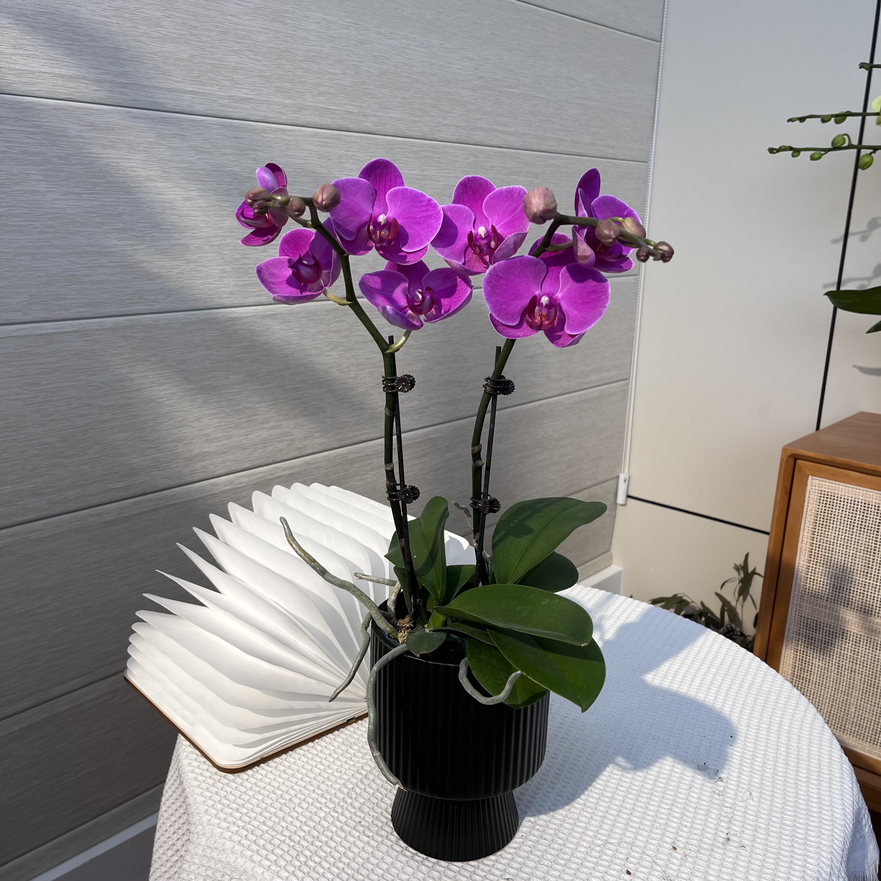 【甜草莓】室内花卉 公司前台 礼品花 高端商超 蝴蝶兰