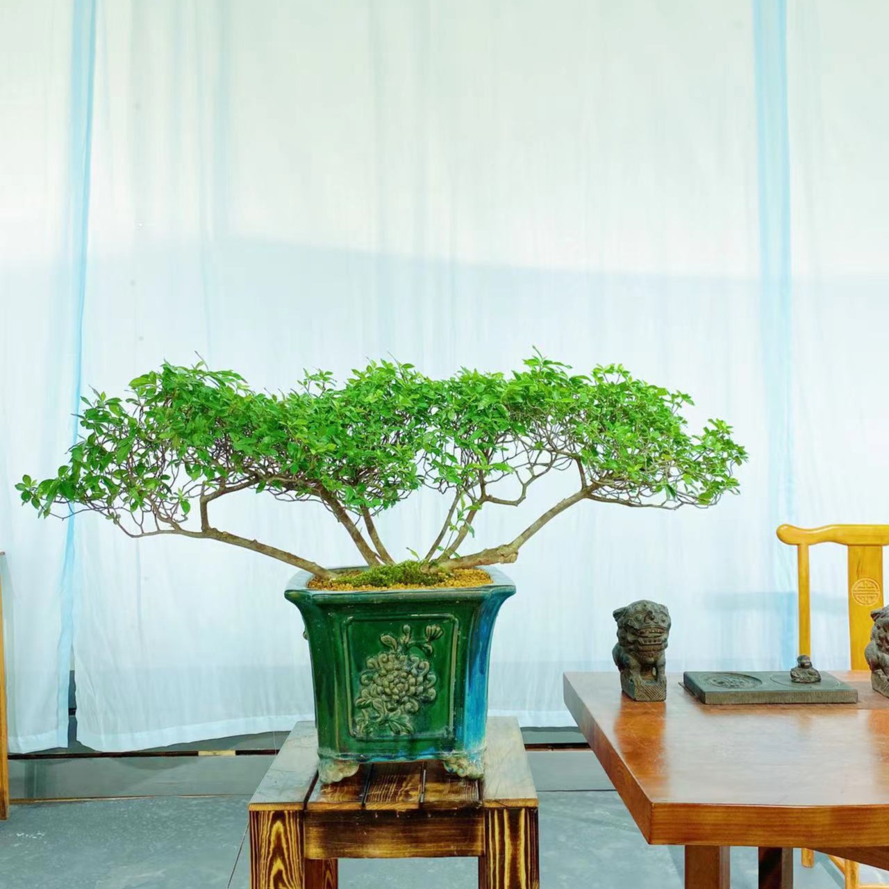 海岛丛林栀子花盆景茶空间办公室展厅艺术馆盆栽产地一品实物植物