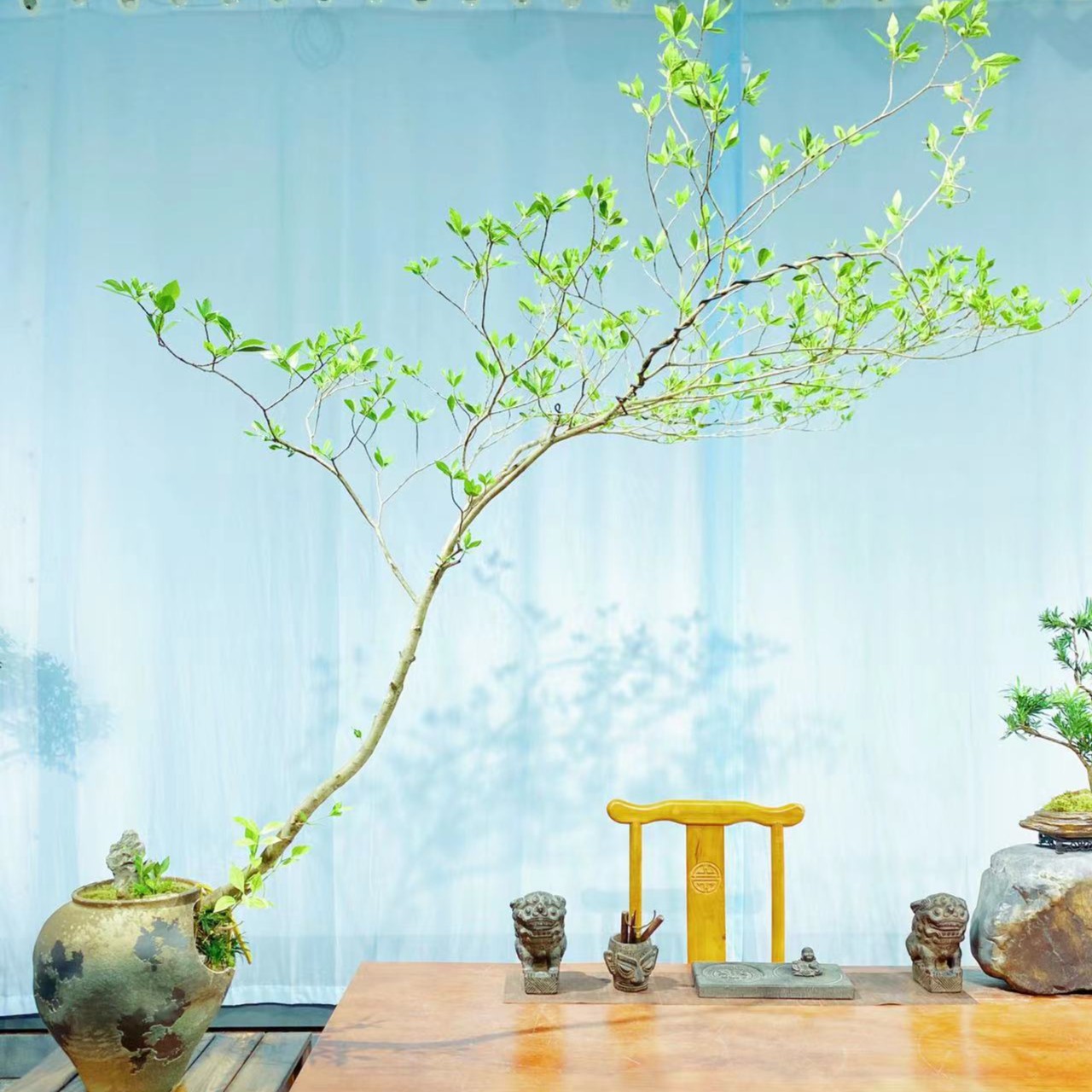 一品卉栀子花盆景室内茶空间景观素材