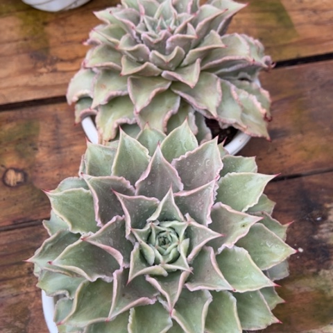 阳台精品多肉大饺子皮两个