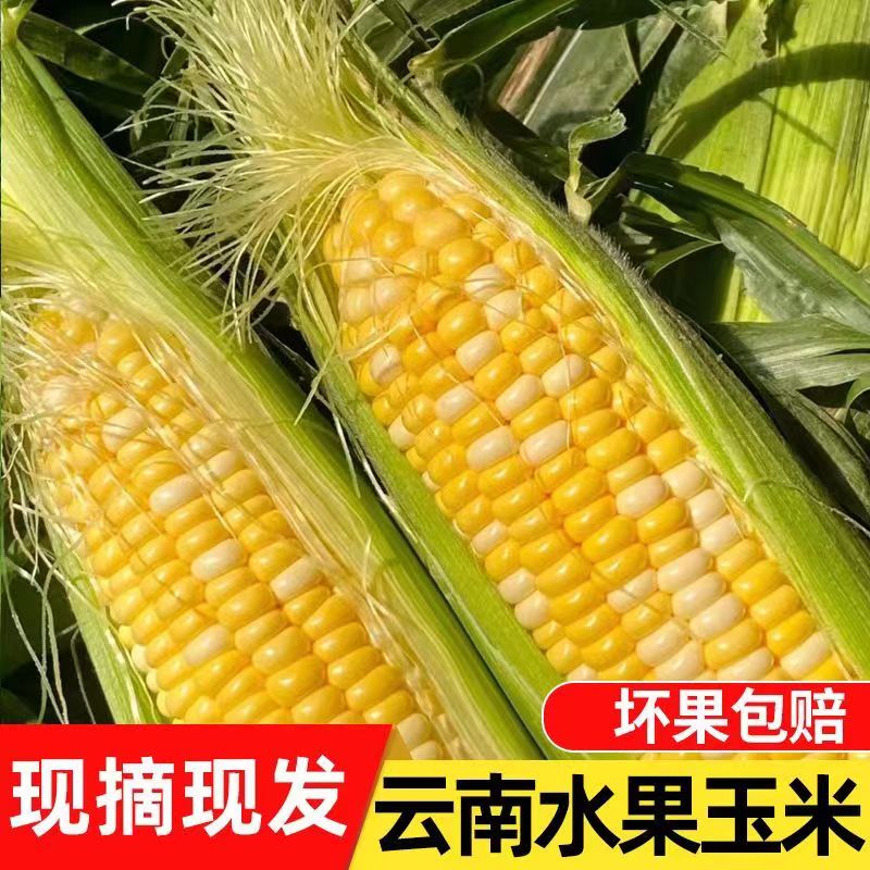 云南金银脆甜新鲜水果玉米新鲜脆嫩非转基因香甜玉米M