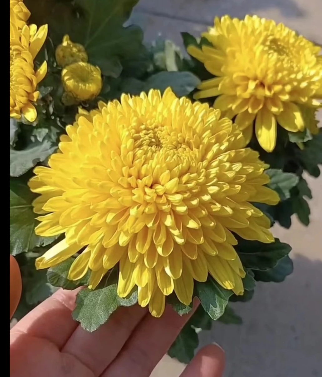 皇冠菊花阳台地栽庭院耐寒耐热