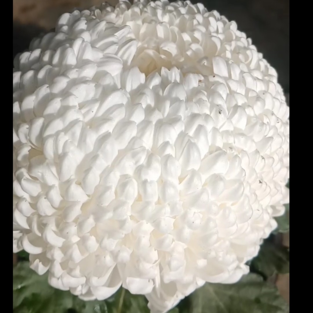 洹水映日3颗菊花阳台地栽庭院耐寒耐热