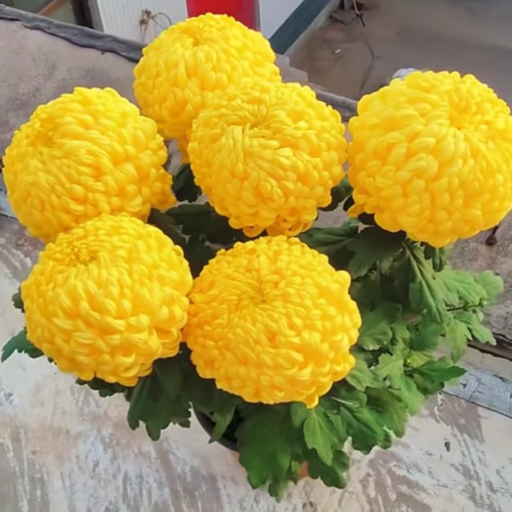 黄绣球菊花阳台地栽庭院耐寒耐热