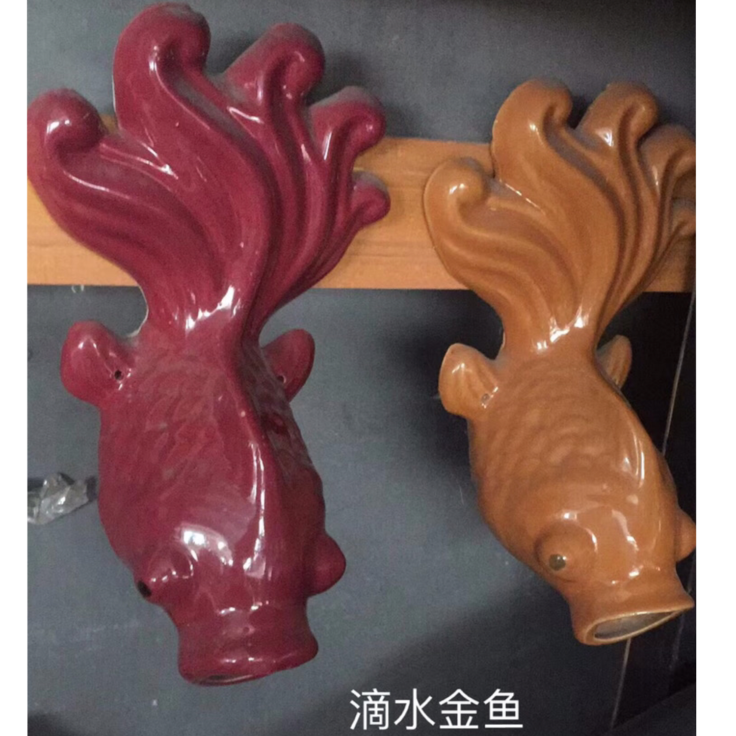 出水口排水口喷泉口滴水金鱼不分左右不分公母单一条价格