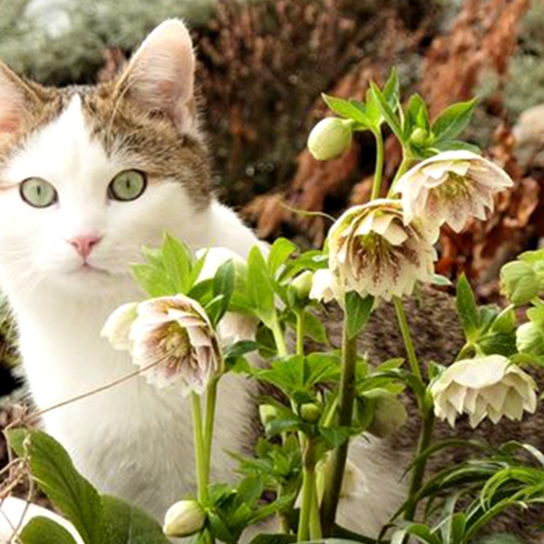 博众农业重瓣铁筷子圣诞玫瑰庭院阳台耐寒进口多年生花卉盆栽