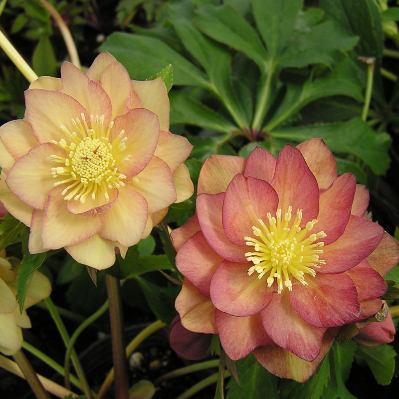 博众1加仑耐寒日系铁筷子花苗庭院花园宿根冬春开花盆栽植物