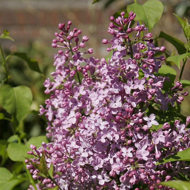 博众北美丁香耐寒耐阴耐晒花灌木庭院中层架构盆栽