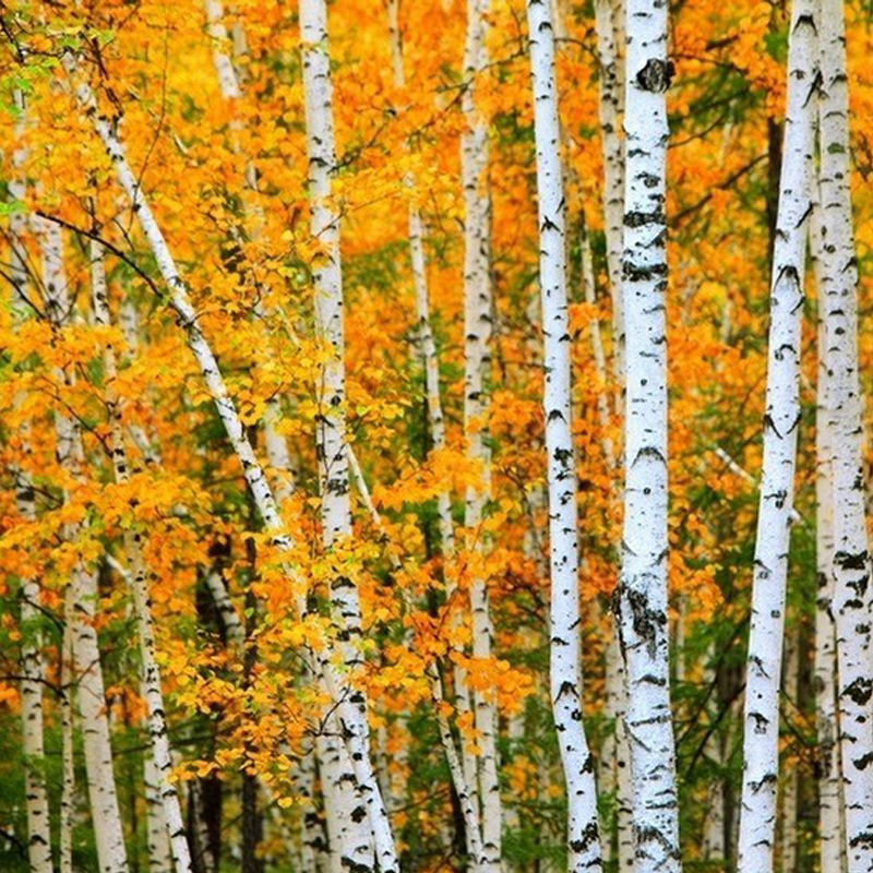 博众耐寒庭院花灌木乔木原生种白桦树苗