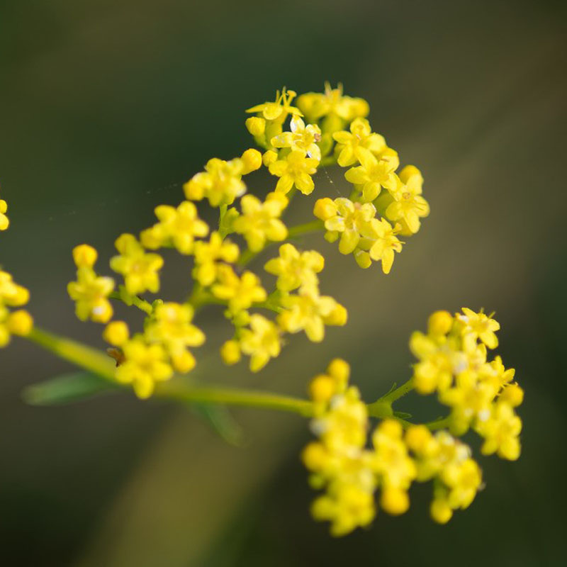 博众黄花败酱秋天开花多年生耐寒全阳宿根庭院盆栽