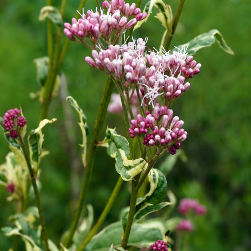 花瀑花叶泽兰耐寒耐热观花观叶 花园花境盆栽观赏植物