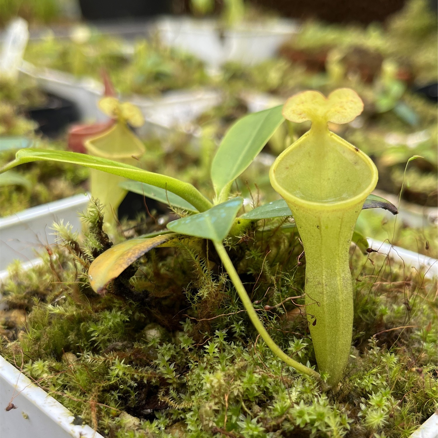 【CLC猪笼草】食虫植物吃苍蝇蚊子趣味室内绿植花卉办公室盆栽好养