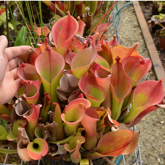 【巨型垂花太阳瓶子草】食虫植物趣味室内绿植花卉办公室盆栽好养
