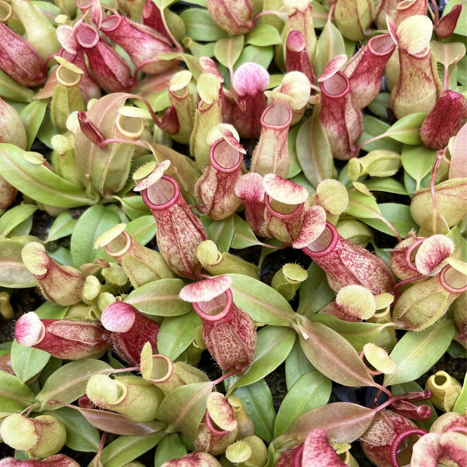 【猪笼草 盖亚＆血腥玛丽】食虫植物趣味室内绿植花卉办公室盆栽好养