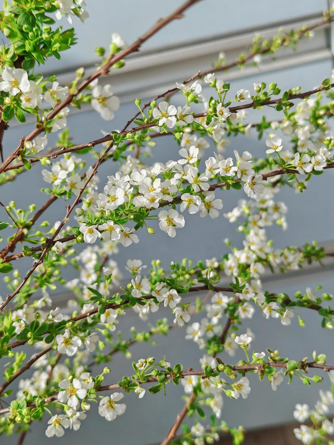 【雪柳】新鲜雪柳 水培花 耐寒花 清香型