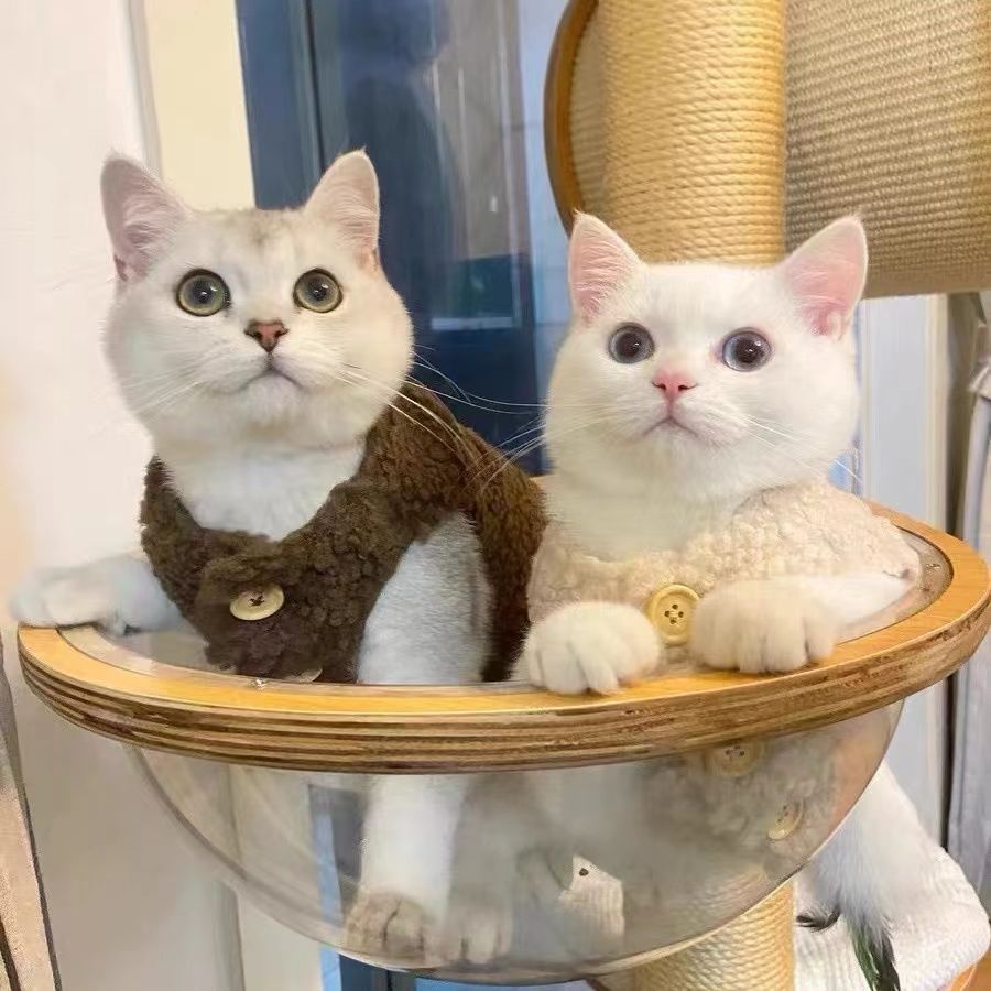 猫咪衣服保暖羊羔毛马甲背心秋冬款泰迪博美宠物冬装可爱ins狗狗