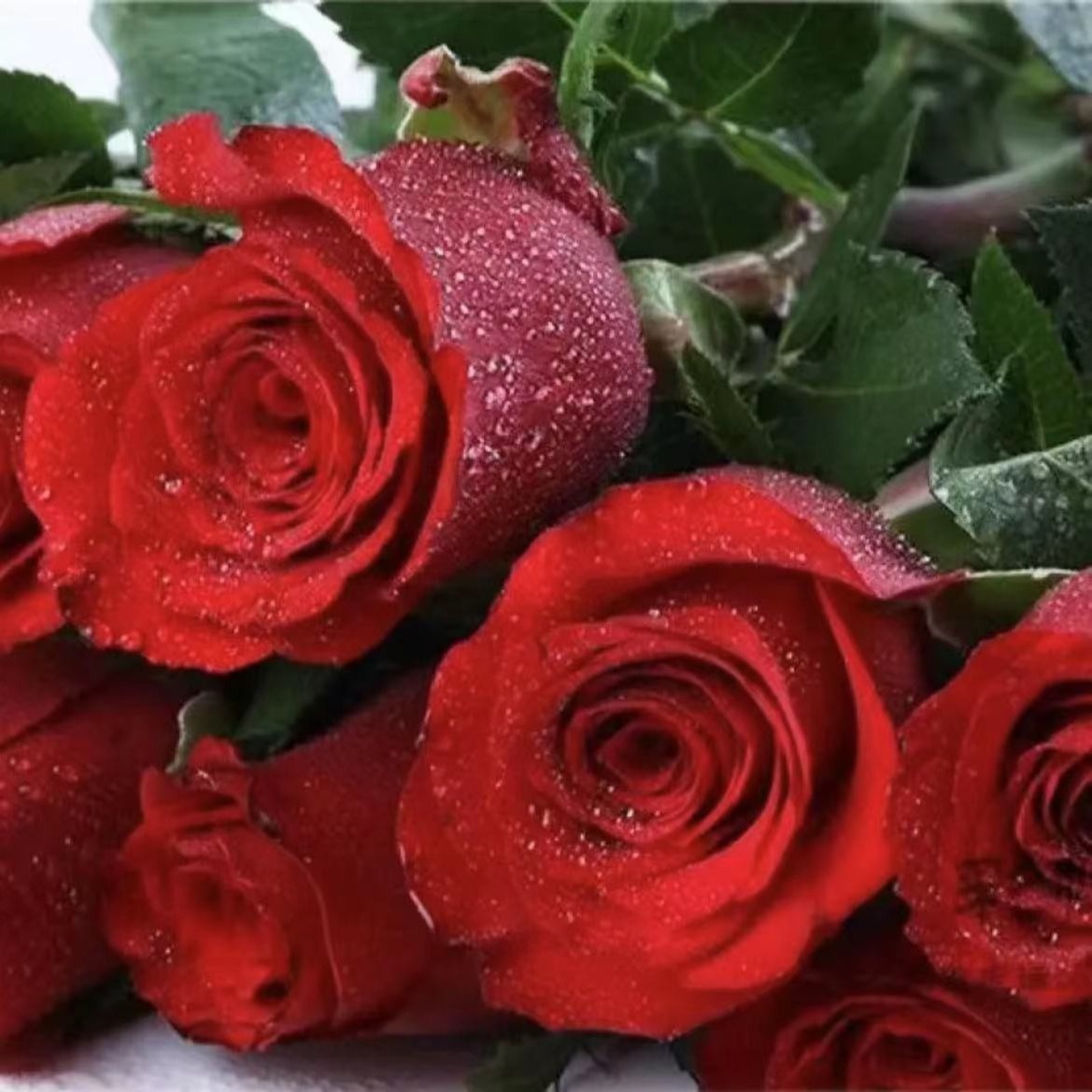 高原红红玫瑰+送配草 云南鲜花原产地现采现发