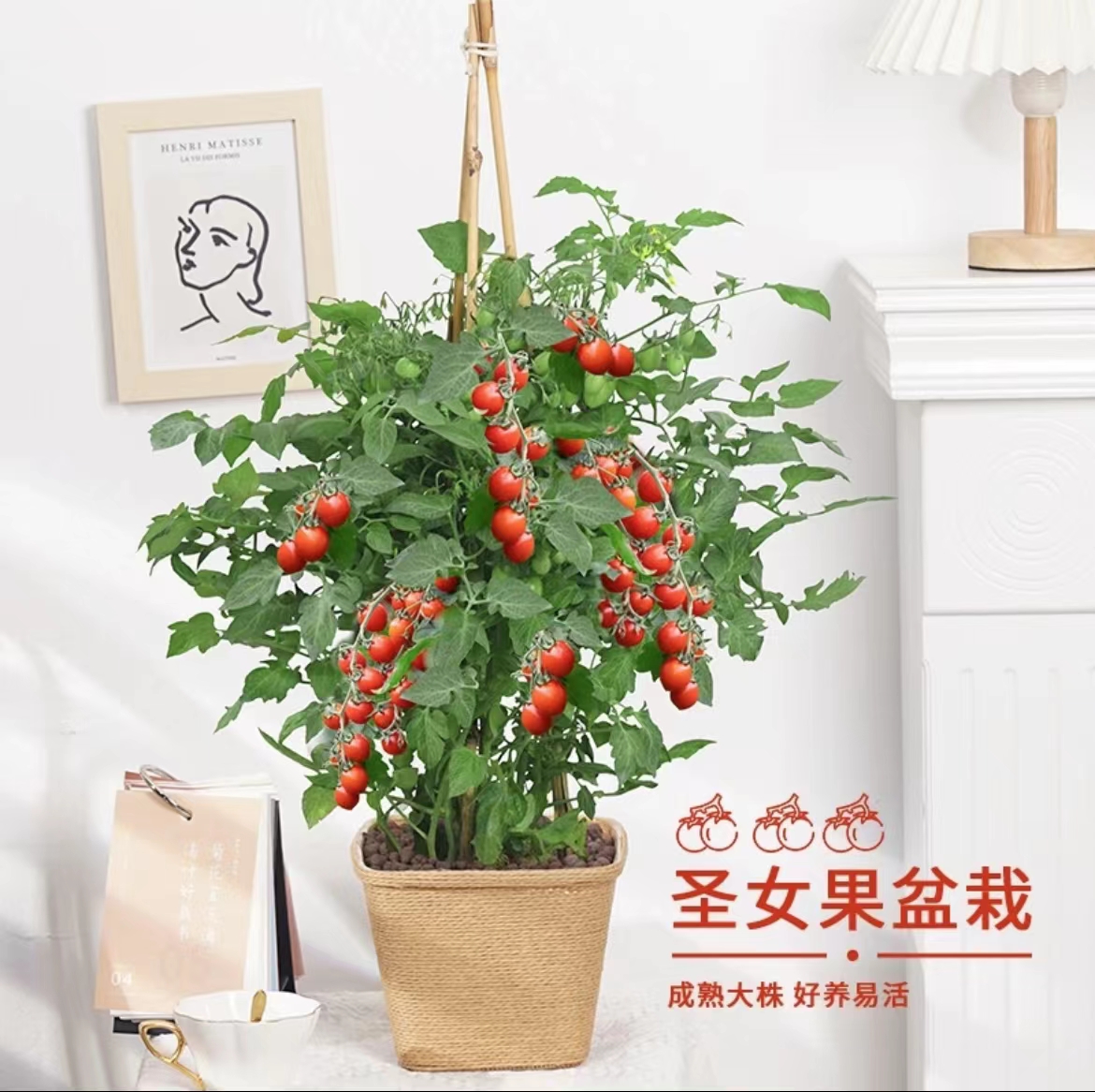 【圣女果】圣女果小番茄盆栽