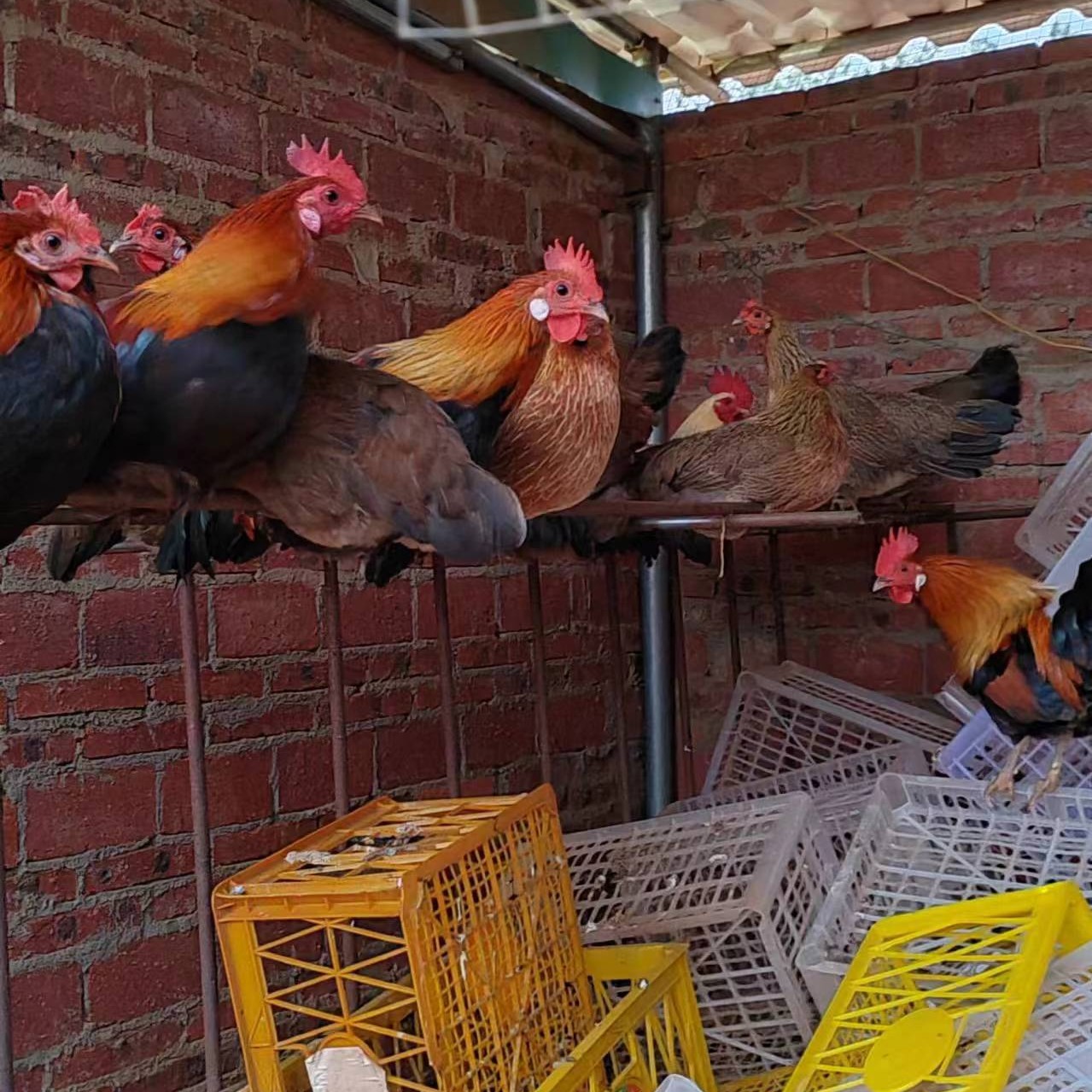 海南白耳茶花鸡山鸡