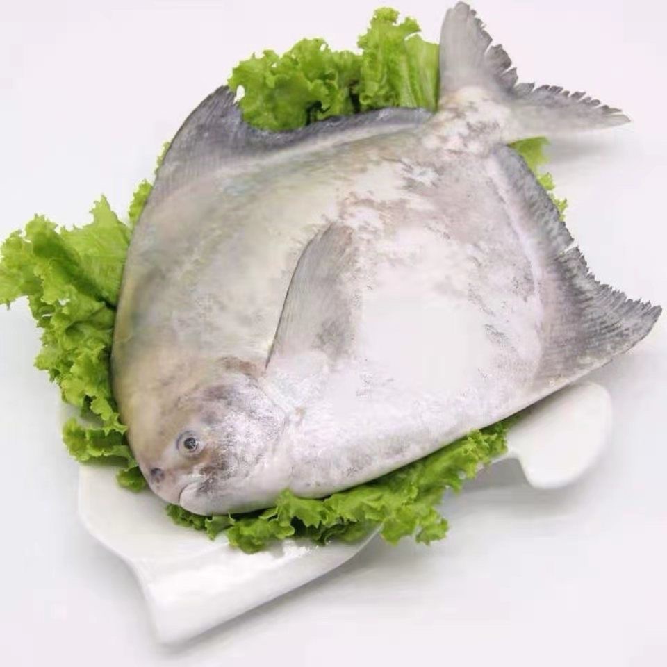 北海野生斗鲳/中华鲳鱼通货