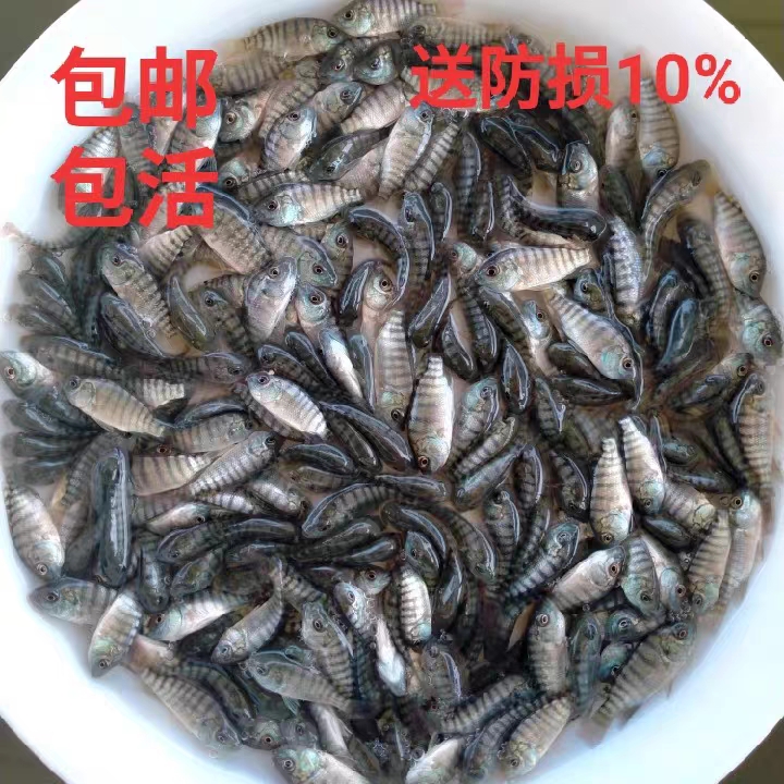 罗非鱼活体宠物罗非鱼海南一号罗非