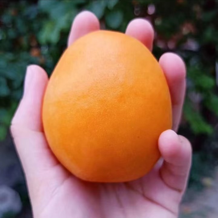 云南杏树苗嫁接新品种龙庭杏早熟特大甜杏子树果树活苗南北方地栽