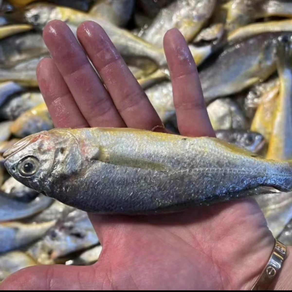 渤海湾小黄花鱼4斤（80--100条）