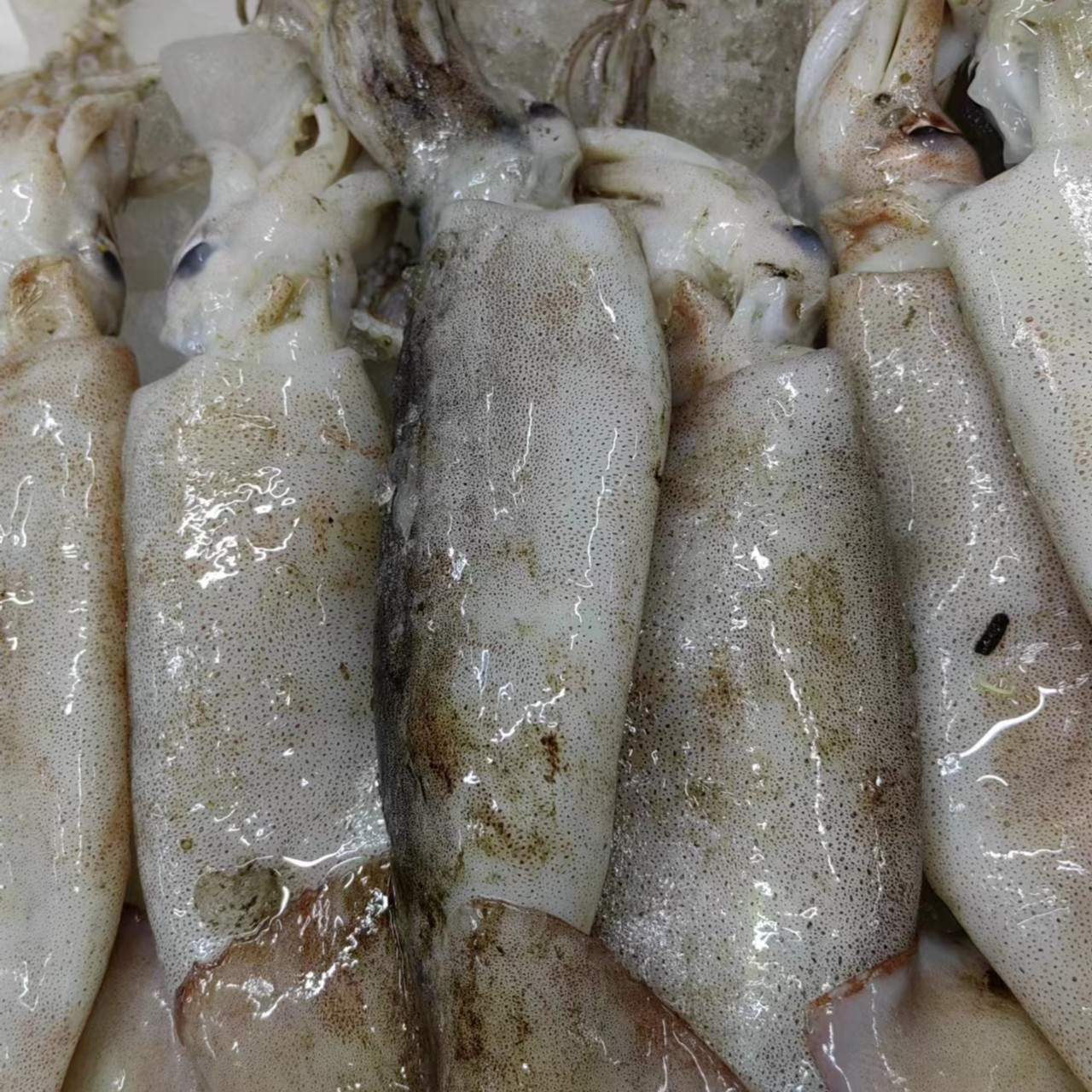 大连渤海湾新鲜鱿鱼顺丰包邮